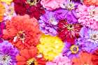 USA, Washington State, Sammamish. Dahlia design Art Print